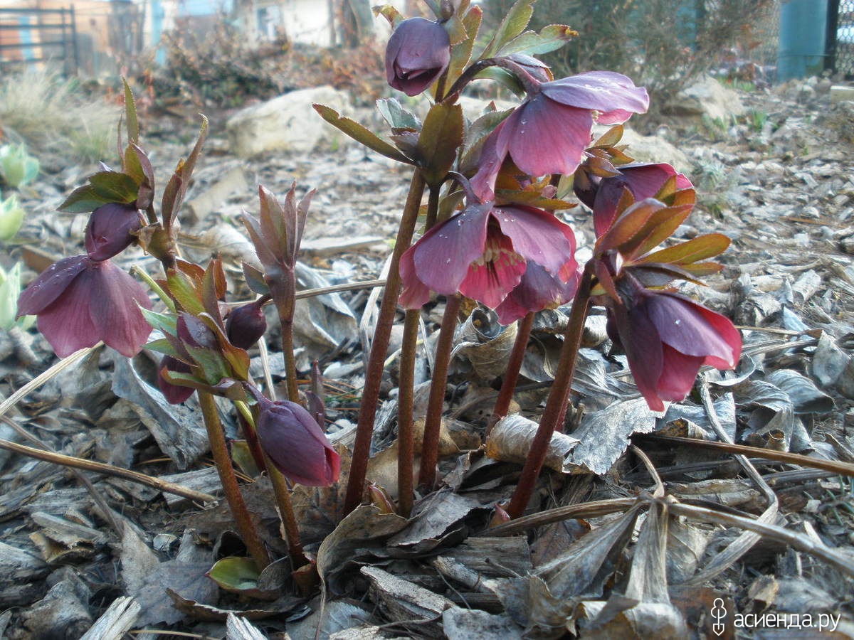 Helleborus or. 'Pretty Ellen Purple'
