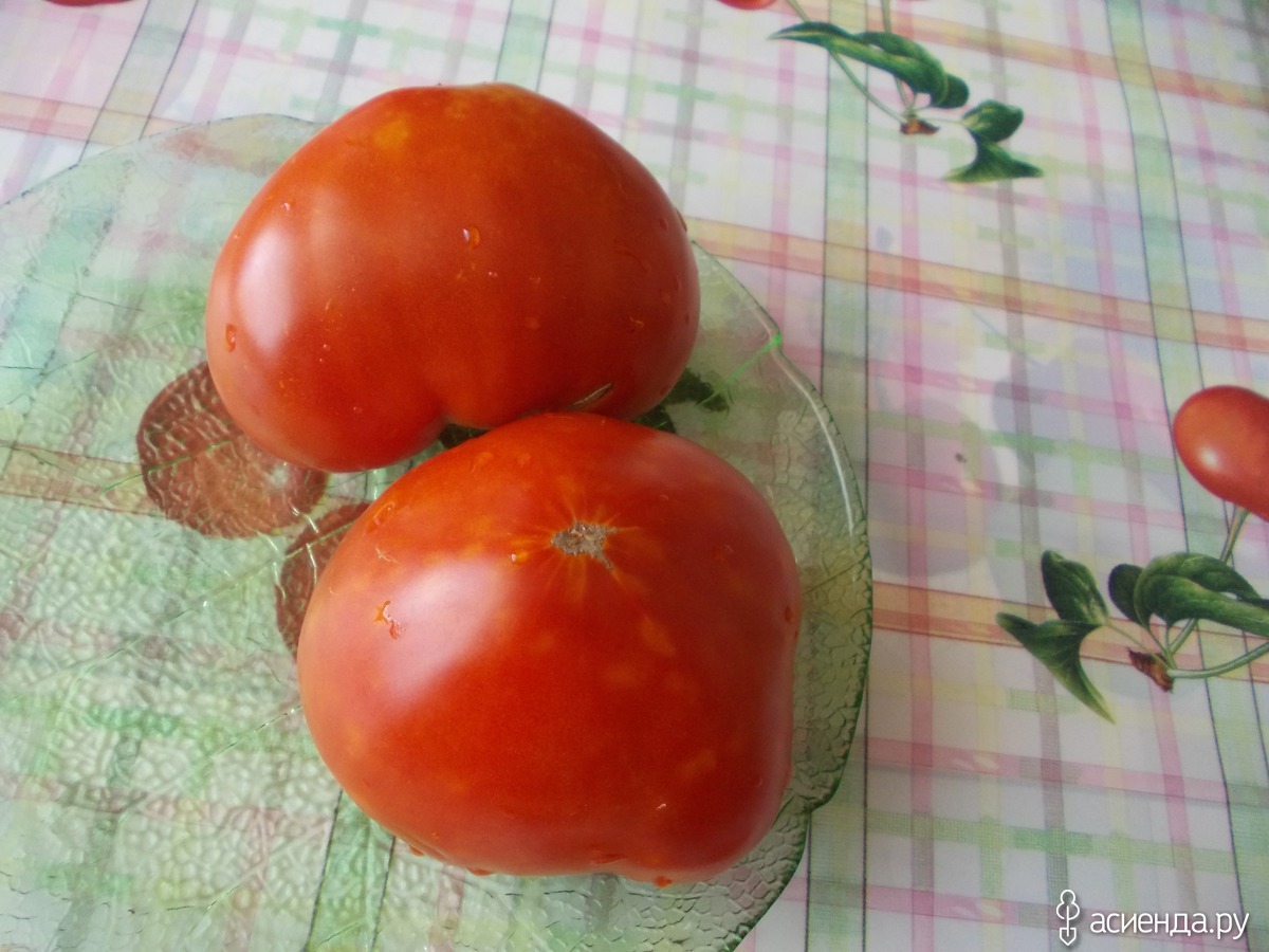 сорт буденовка томат фото