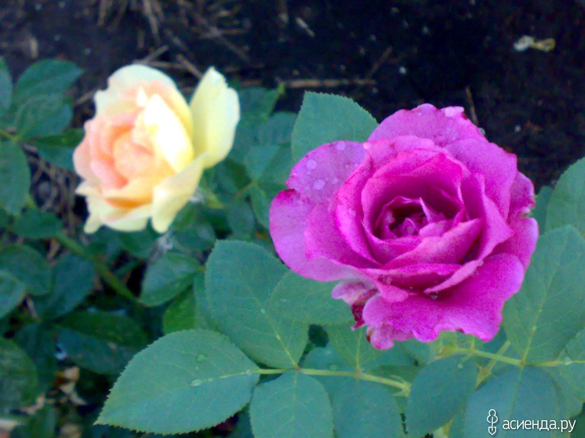 Blue Parfum роза