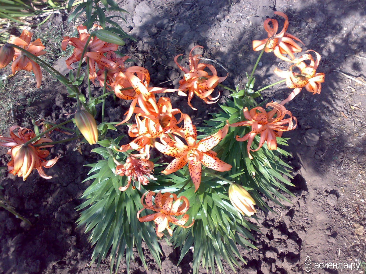 лилия флоре плено фото
