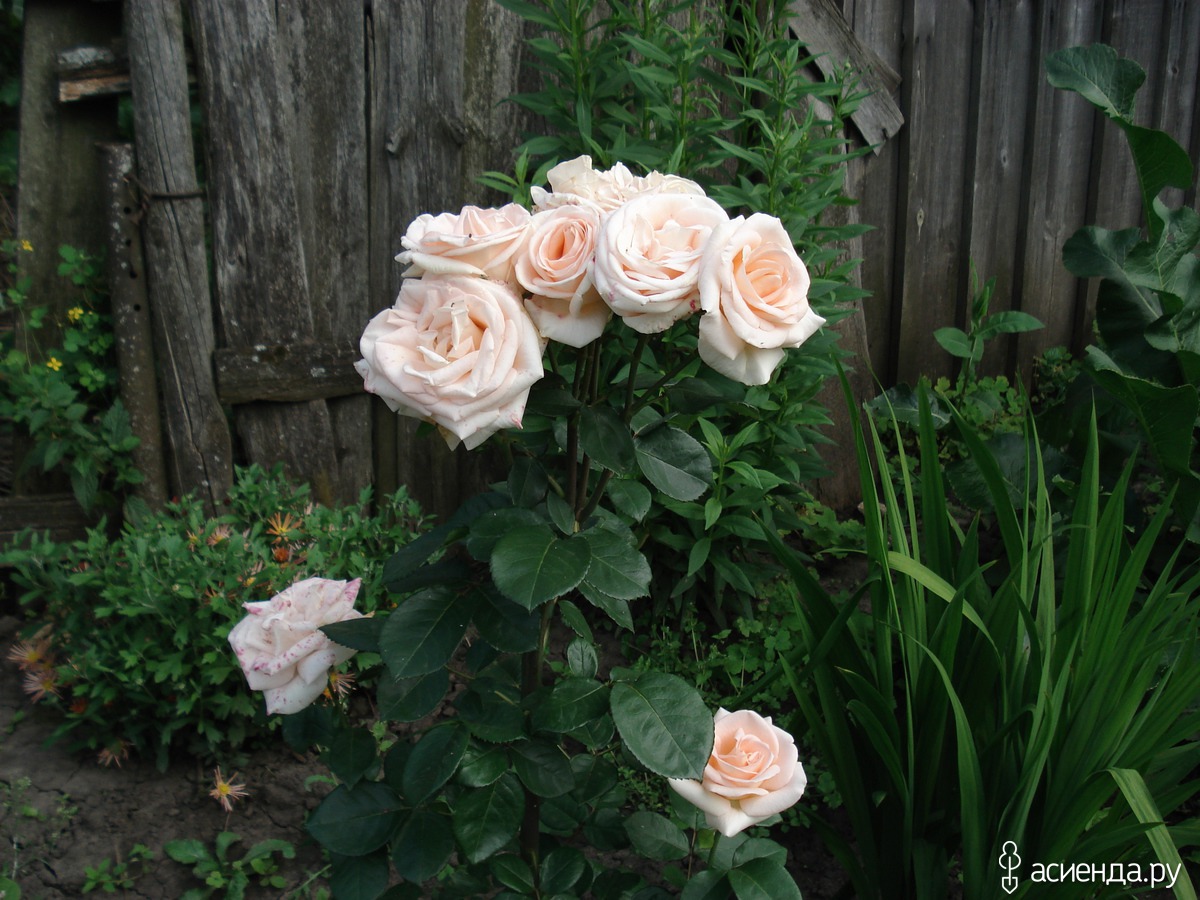 Роза Дольче Вита в саду