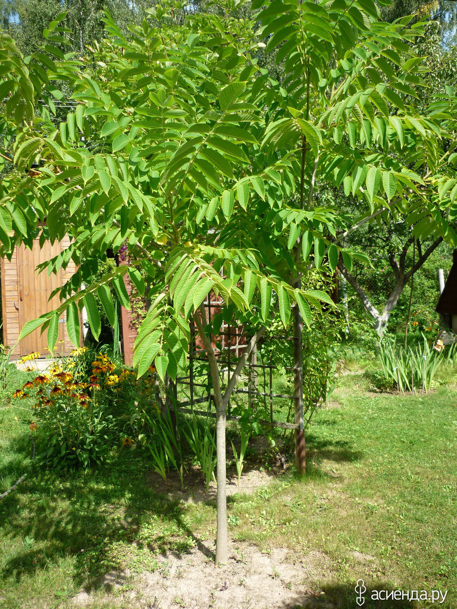 Ланкастерский орех дерево
