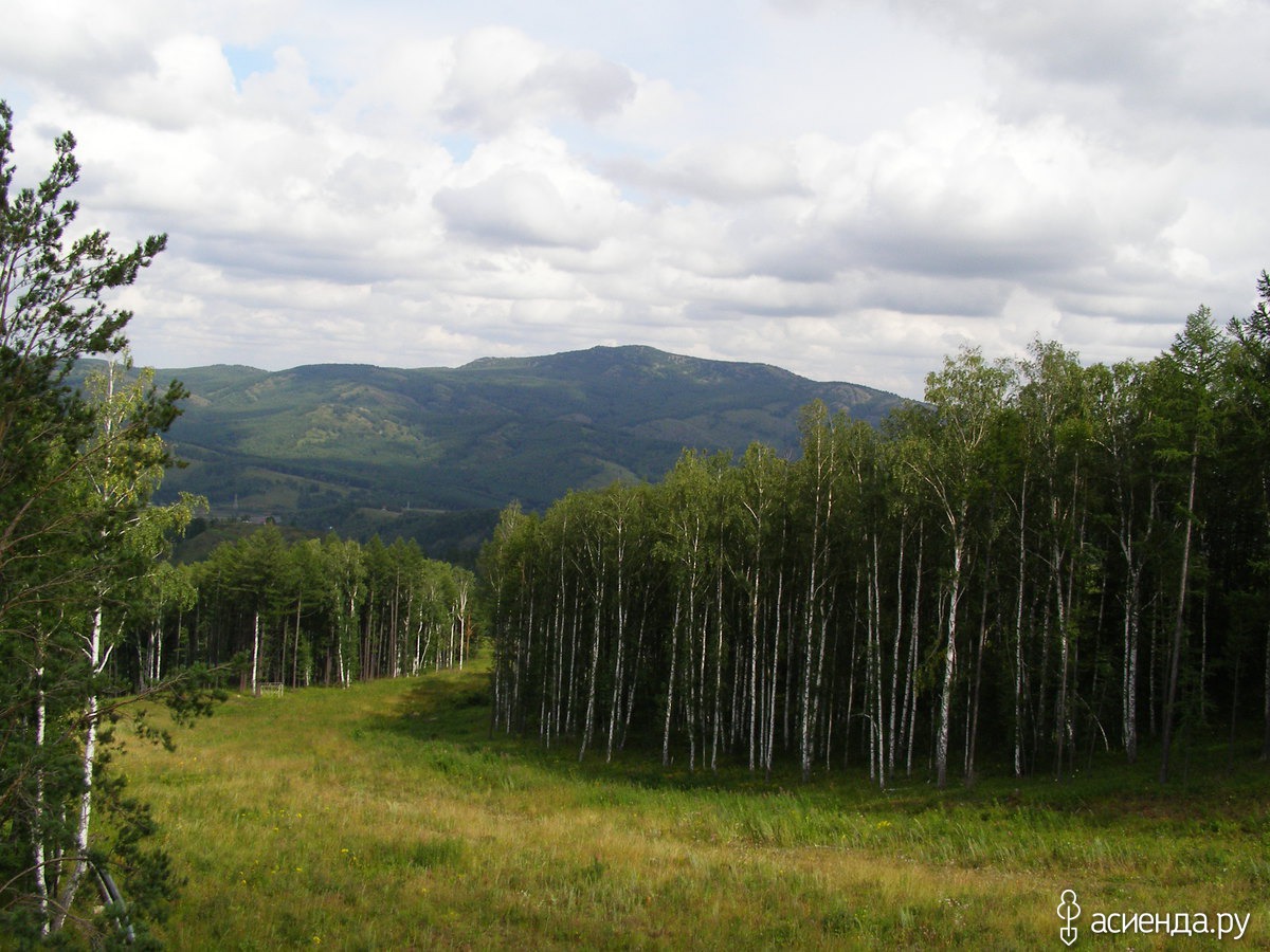 Деревья башкортостана названия и фото