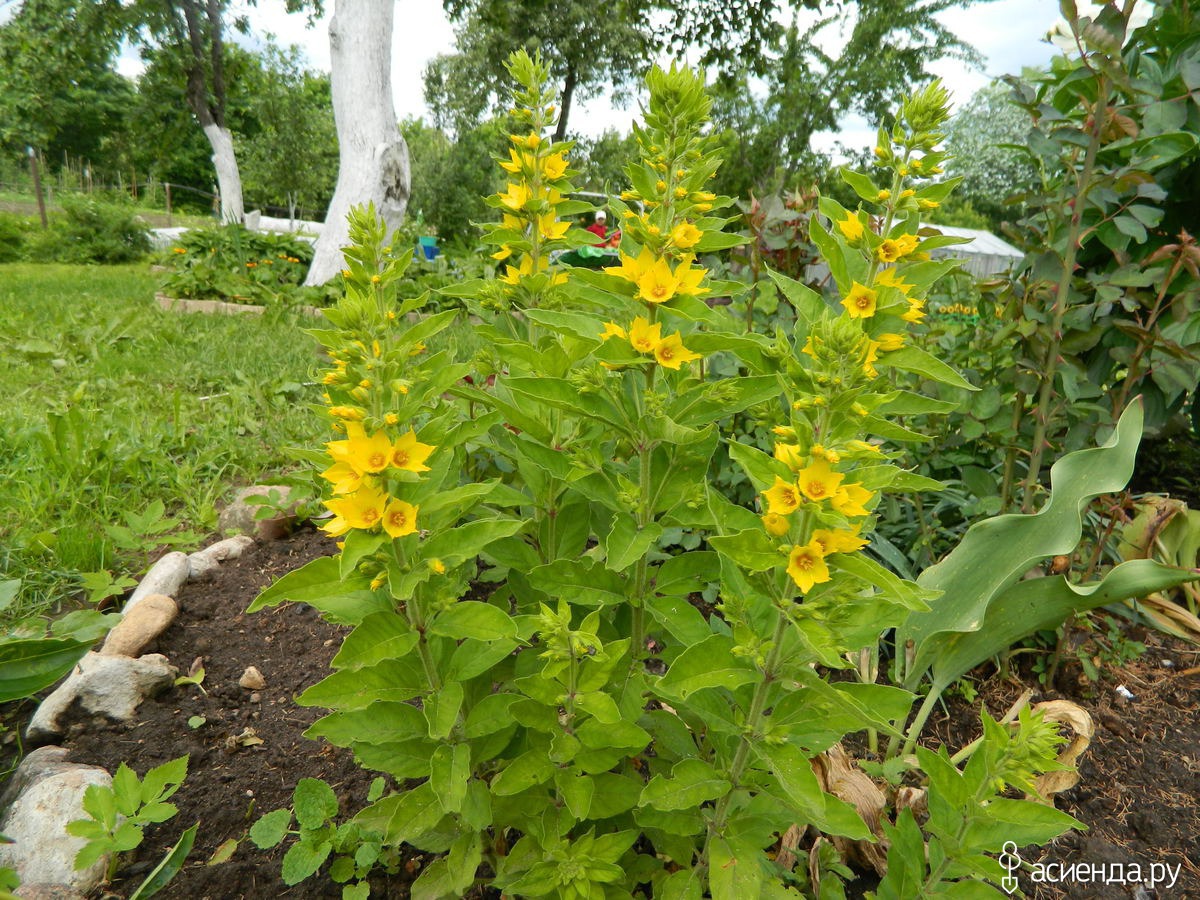 Виола ползучая вербейник