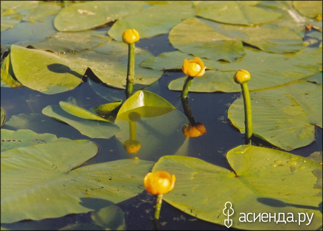 плоды кувшинки можно есть