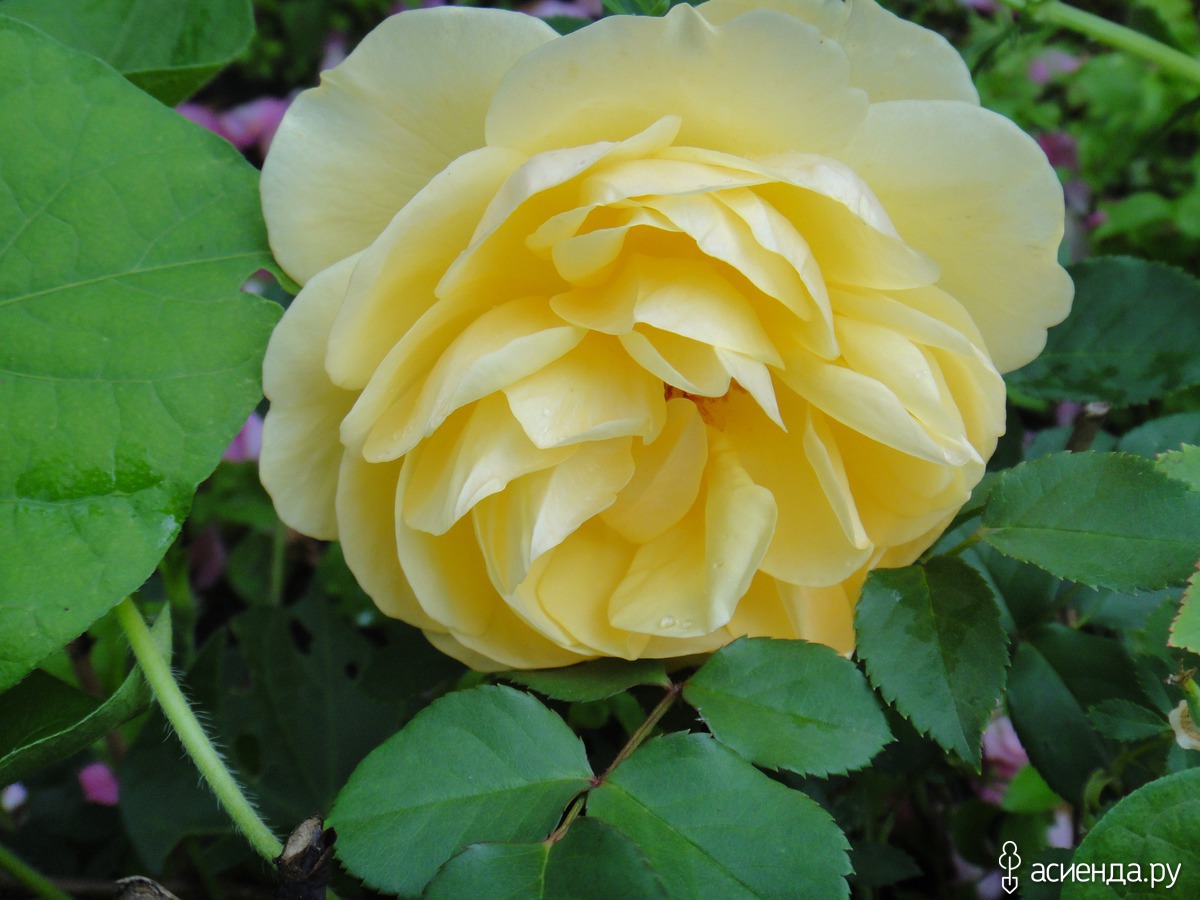 Желтая роза канадка Монреаль