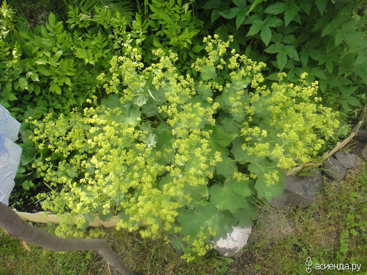 Манжетка мягкая вербейник