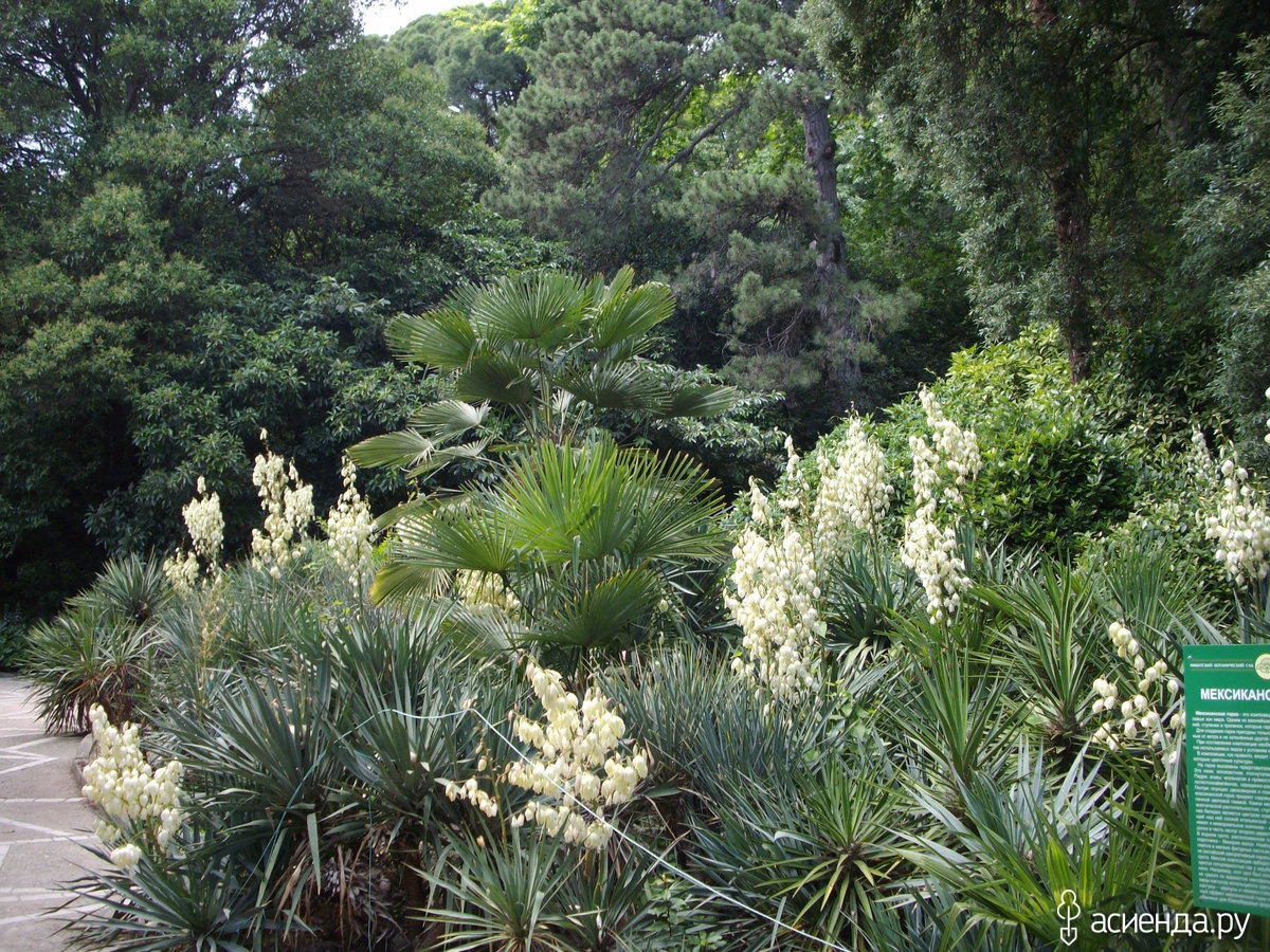 Растения никитского ботанического сада фото с названиями
