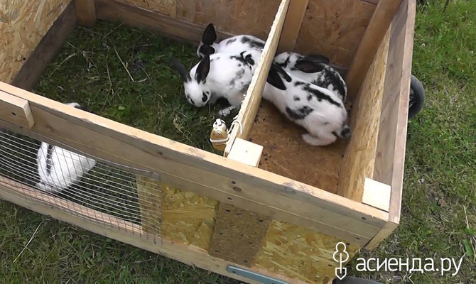 Ниппельные поилки для кроликов купить, чтобы у животных всегда был доступ к воде