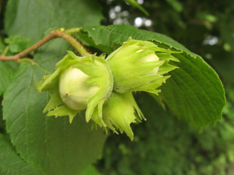 Corylus avellana С†РІРµС‚С‹