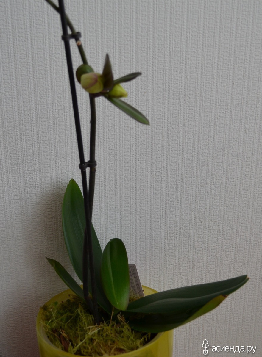 орхидея детки на цветоносе фото