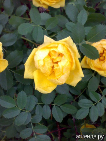 2011 . Persian Yellow