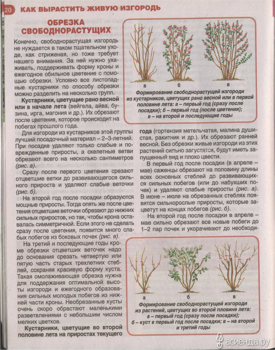 После цветения. Обрезка спиреи серой схема. Подрезать кусты спиреи. Обрезка спиреи весной. Спирея японская обрезка весной.