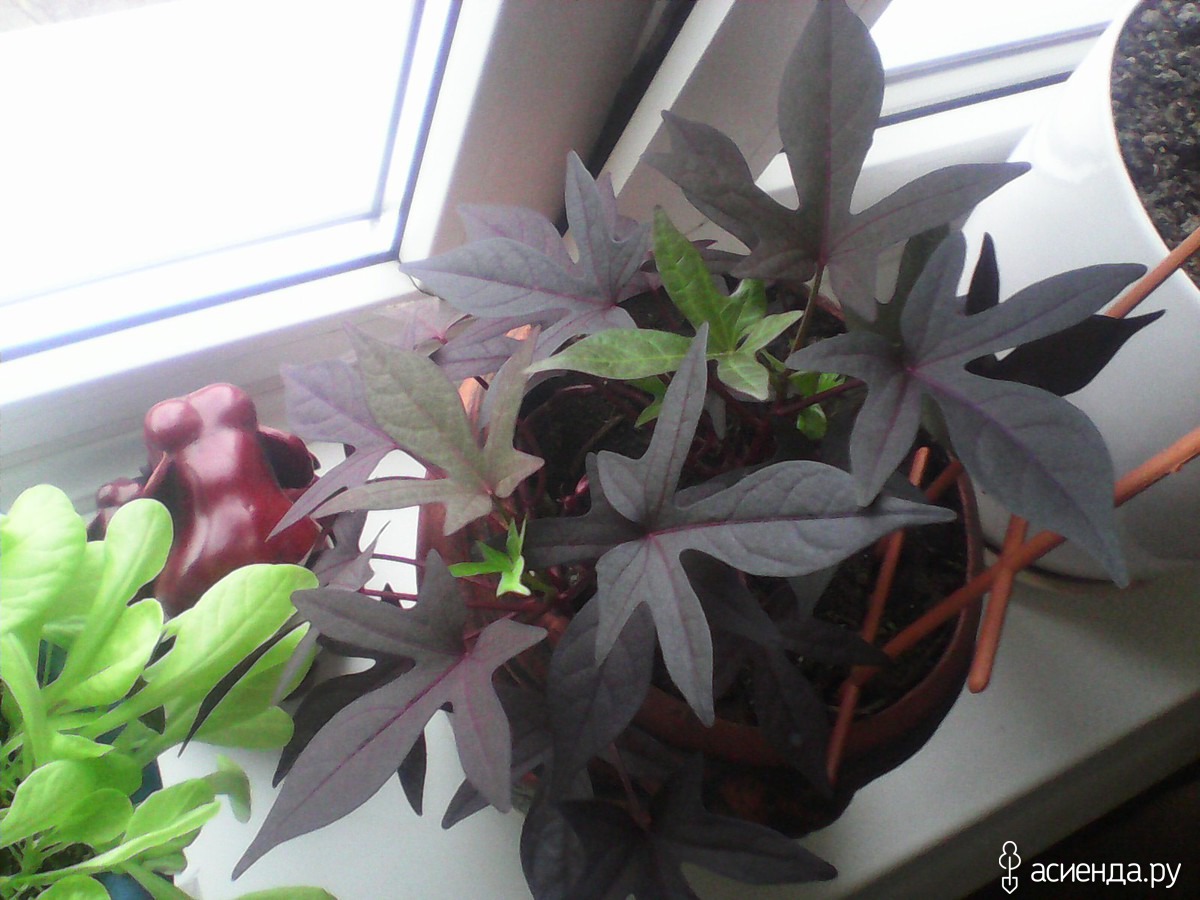 Комнатный цветок с бордовыми листьями фото