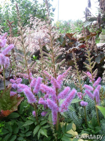   . -Astilbe chinensis var. pumila 