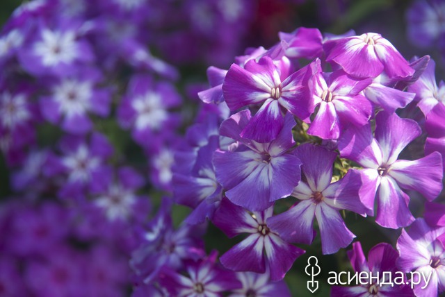    (Phlox paniculata Aleksandr)  4.8-5.0; 65; . , 2004.