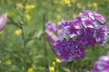   - (Phlox paniculata Konek-Gorbunok). 3.7; 65-70; .  ..,  .., 2006.