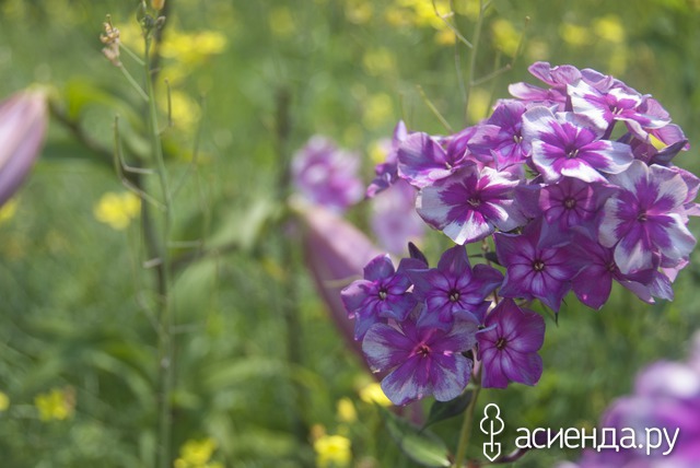   - (Phlox paniculata Konek-Gorbunok). 3.7; 65-70; .  ..,  .., 2006.