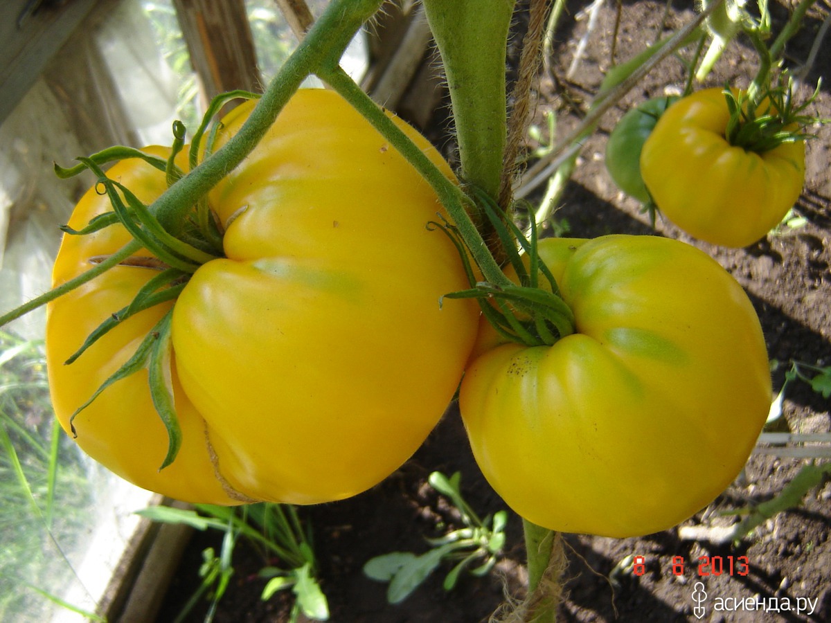 СЕДЕК томат жёлтый гигант