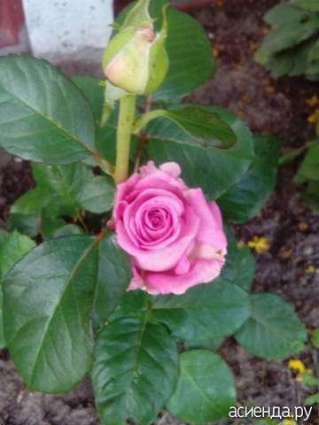 Сорт розы без шипов фото с названиями и описанием
