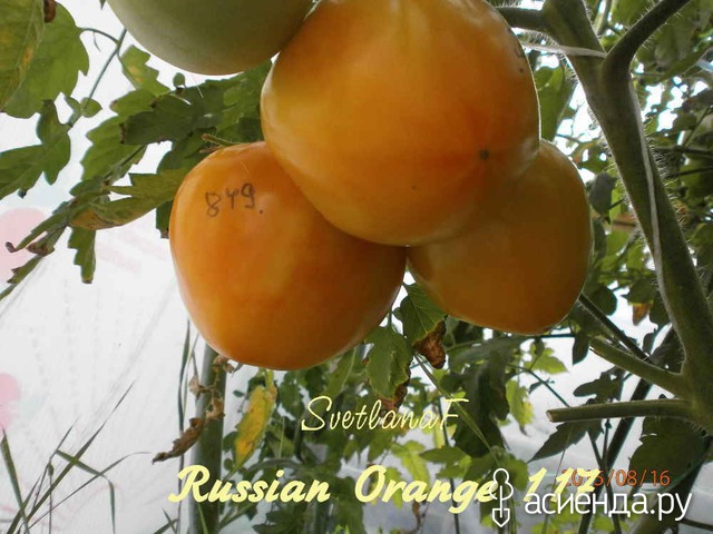   117 (Orange Russian 117)