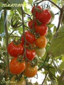 TOMATOBERRY 