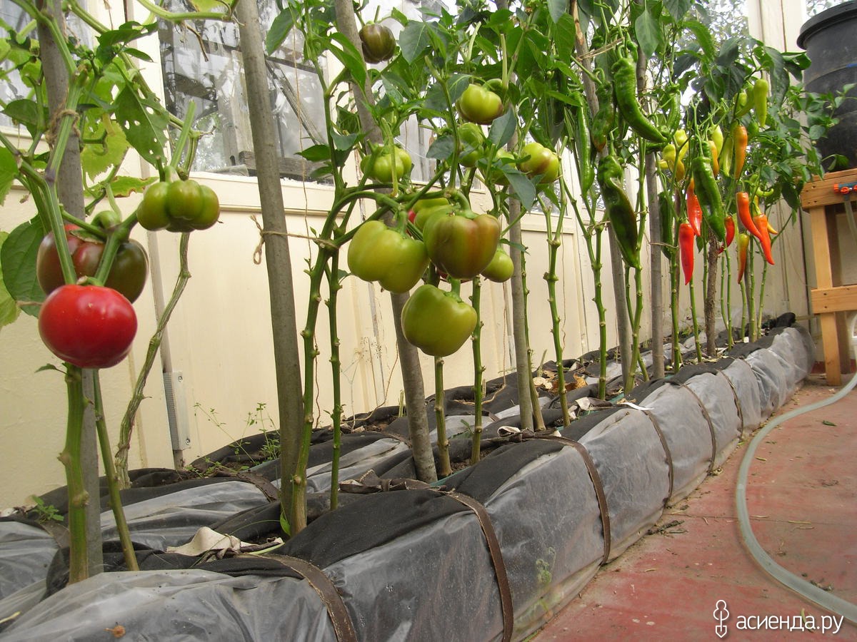 Можно ли посадить помидоры рядом