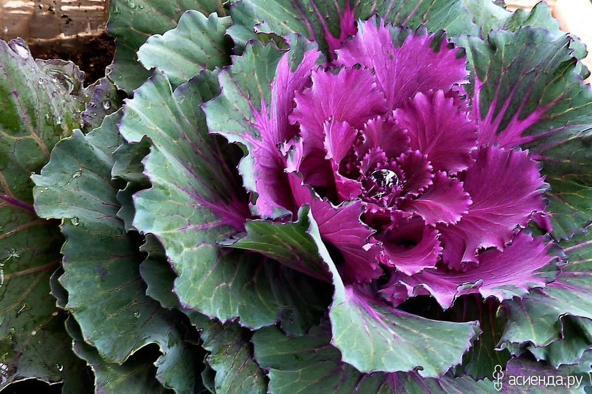 Close up Cabbage