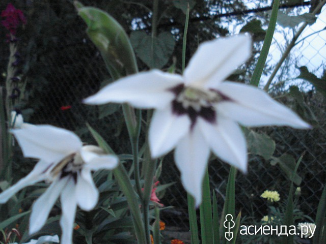  (Gladiolus murielae)