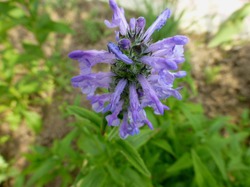    Nepeta nervosa