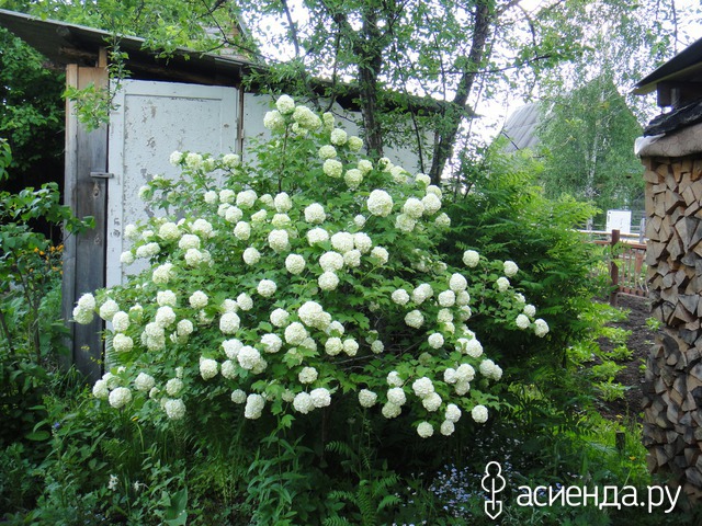 Калина бангладеш кустарник фото