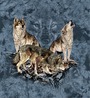 7 WOLVES