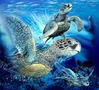 9 SEA TURTLES