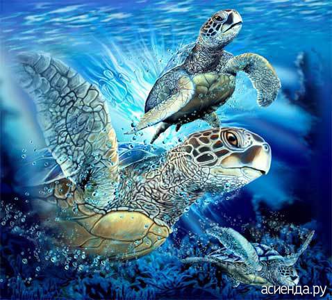 9 SEA TURTLES