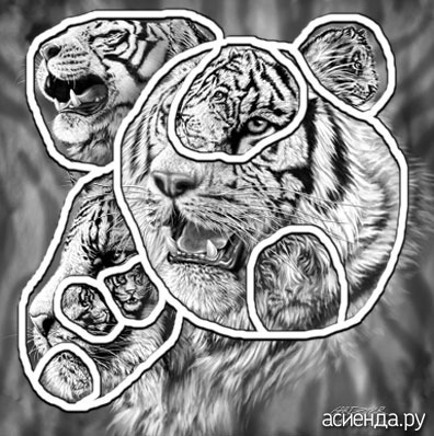 9 TIGERS