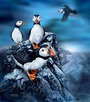 10 PUFFINS