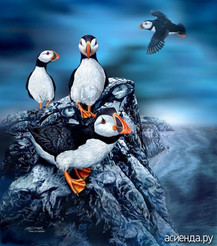 10 PUFFINS