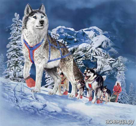 11 SLEDDOGS