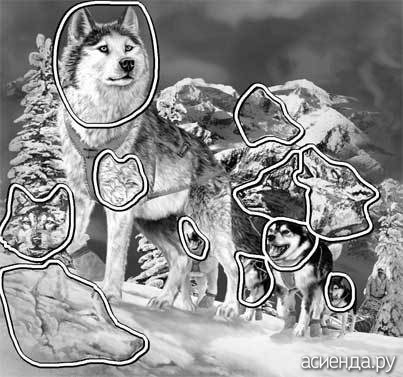 11 SLEDDOGS