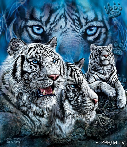 12 TIGERS