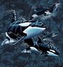 13 ORCAS