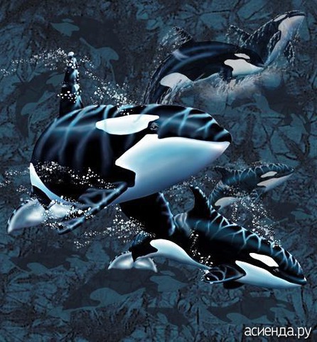 13 ORCAS