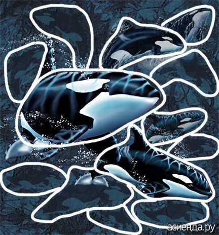 13 ORCAS