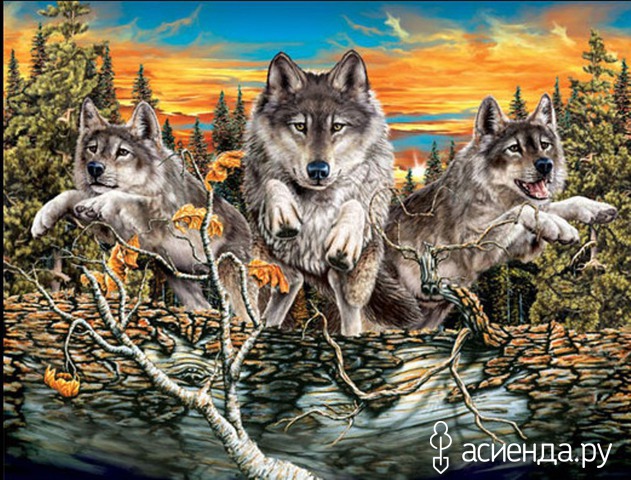 14 WOLVES