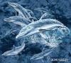 17 DOLPHINS