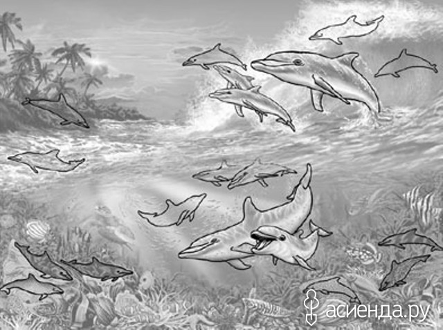 19 DOLPHINS