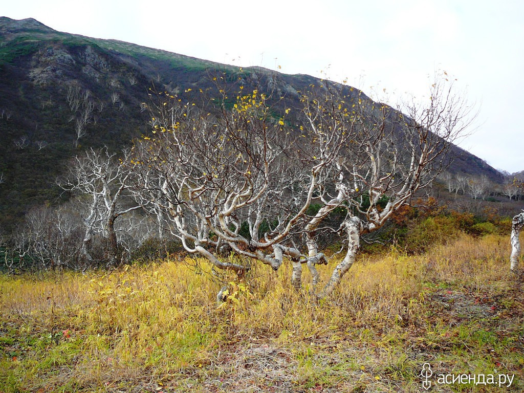 Каменная береза камчатка фото