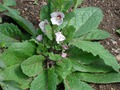  (Verbascum)