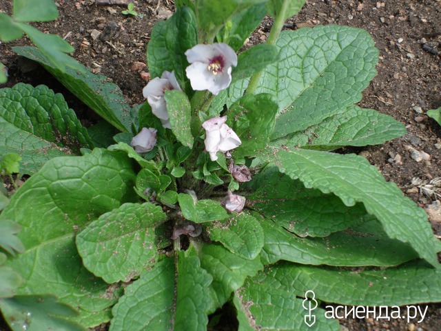  (Verbascum)