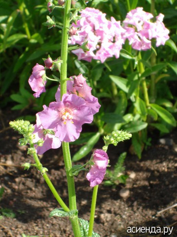  (Verbascum)